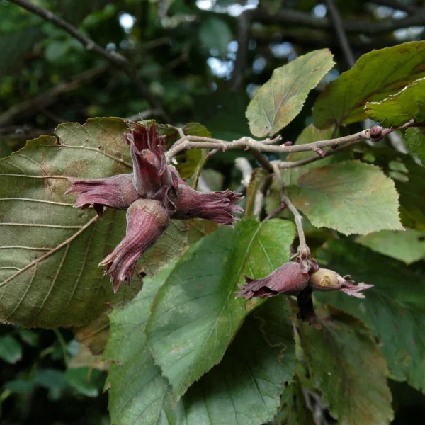 Corylus maxima 'Purpurea' – Betulaceae