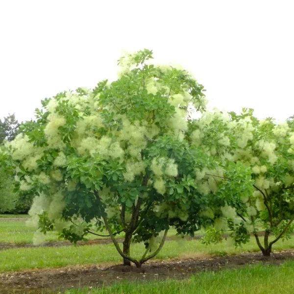 Cotinus coggygria – Anacardiaceae