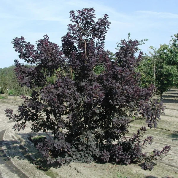 Cotinus coggygria 'Royal Purple' – Anacardiaceae