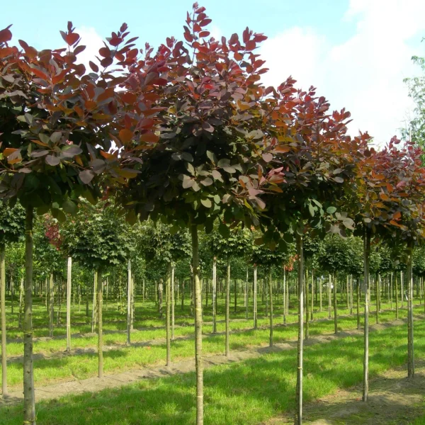 Cotinus 'Grace' – Anacardiaceae