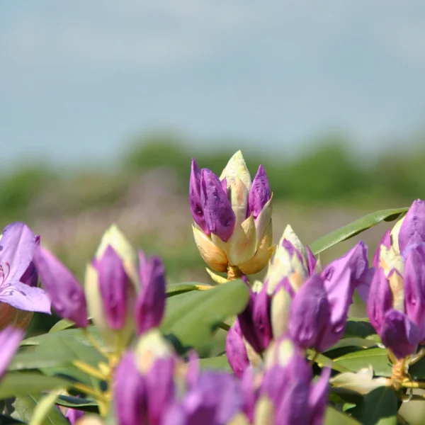 Rhododendron 'Catawbiense Grandiflorum' – Rhododendron 'Catawbiense Grandiflorum'