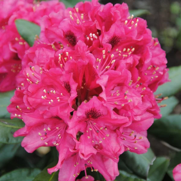 Rhododendron 'Nova Zembla' – Rhododendron 'Nova Zembla'