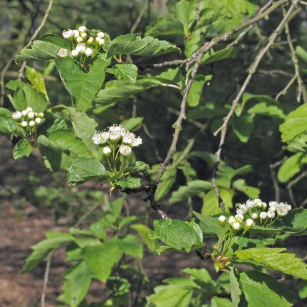 Crataegus chlorosarca – Rosaceae