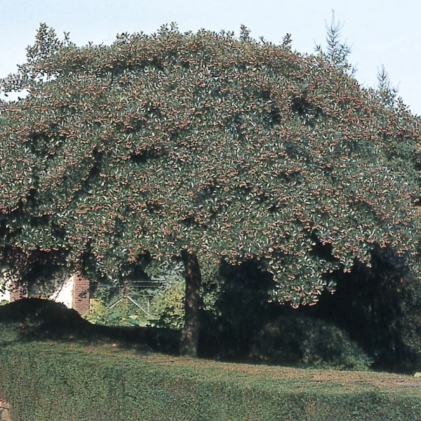 Crataegus crus-galli 'Salicifolia' – Rosaceae