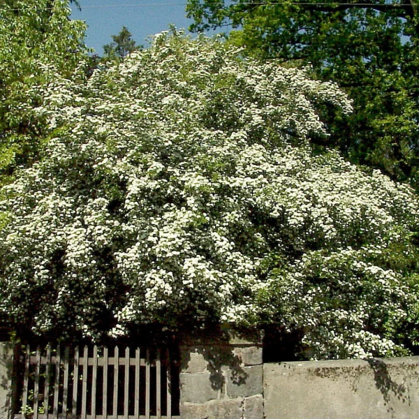 Crataegus laevigata – Rosaceae