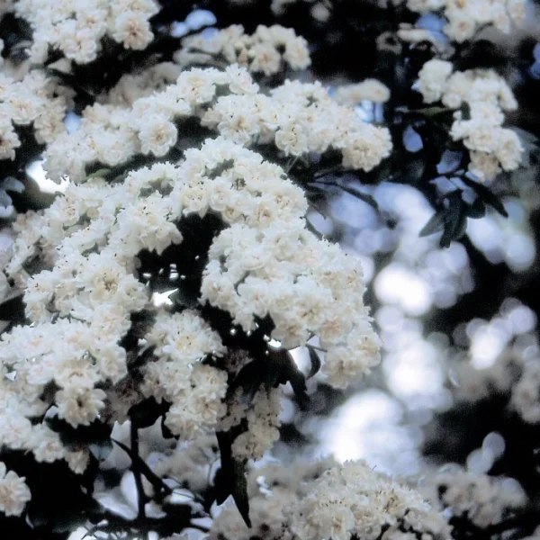 Crataegus laevigata 'Plena' – Rosaceae