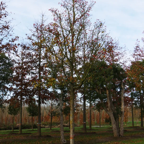Crataegus ×lavalleei – Rosaceae