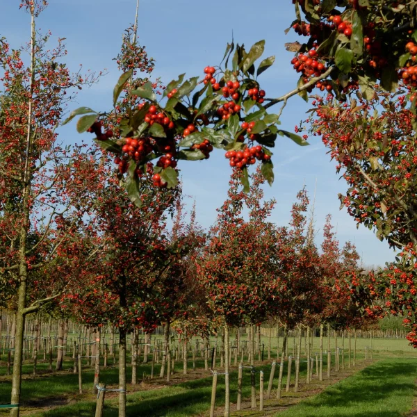 Crataegus ×lavalleei 'Carrierei' – Rosaceae