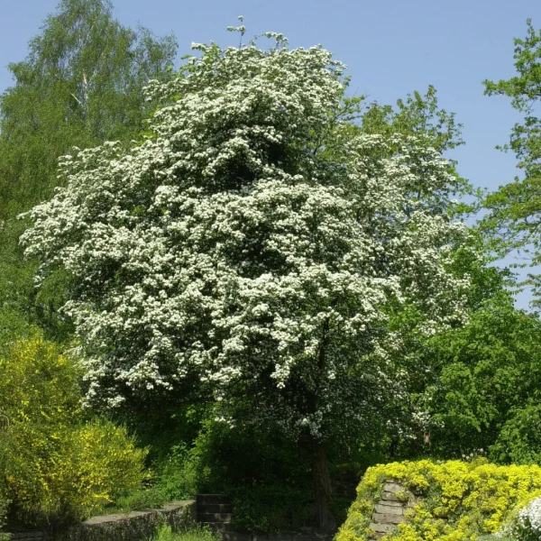 Crataegus monogyna – Rosaceae