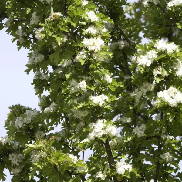 Crataegus monogyna 'Stricta' – Rosaceae