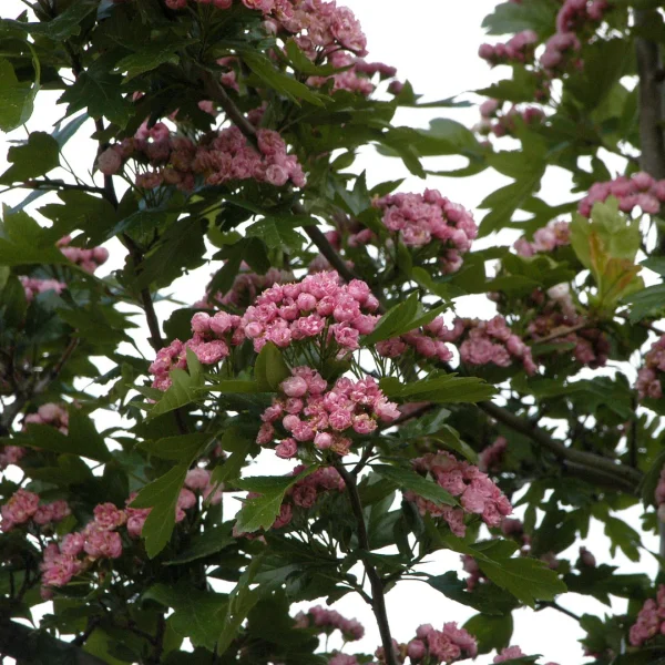 Crataegus ×mordenensis 'Toba' – Rosaceae