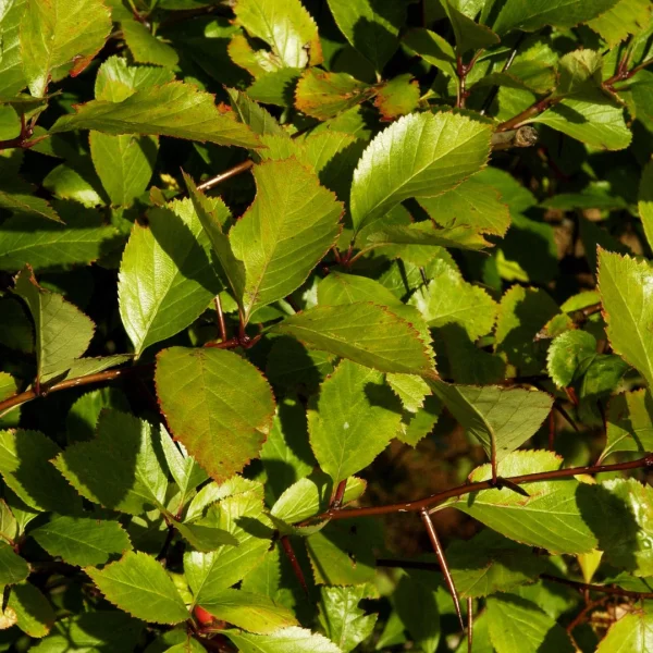 Crataegus ×persimilis – Rosaceae