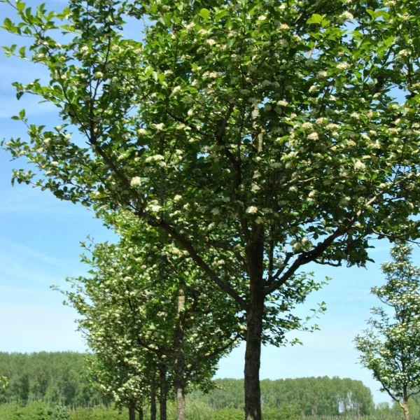 Crataegus ×persimilis 'Splendens' – Rosaceae