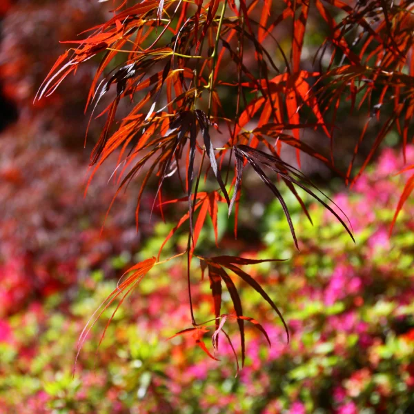 Acer palmatum 'Atrolineare' – Aceraceae