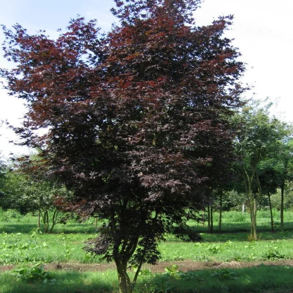 Acer palmatum 'Atropurpureum' – Aceraceae