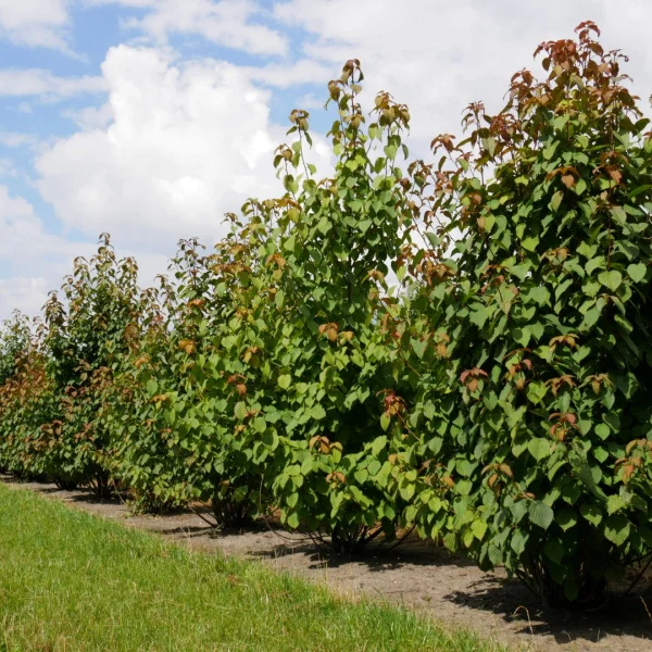 Davidia involucrata – Nyssaceae