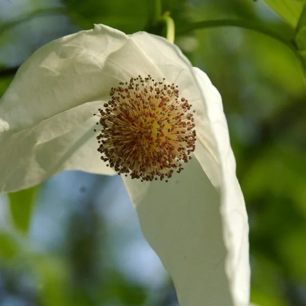 Davidia involucrata var. vilmoriniana – Nyssaceae