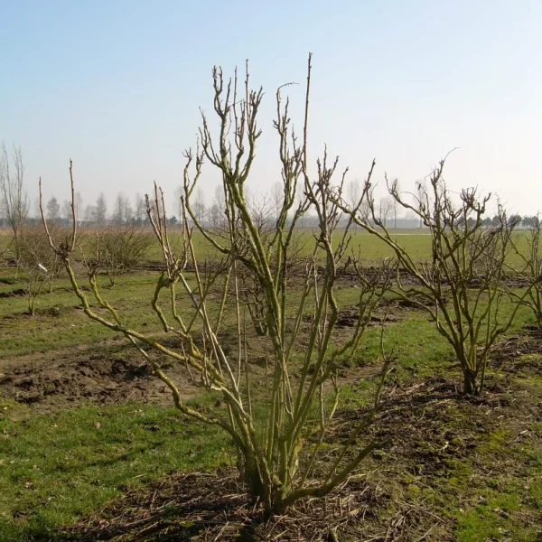 Decaisnea fargesii – Lardizabalaceae