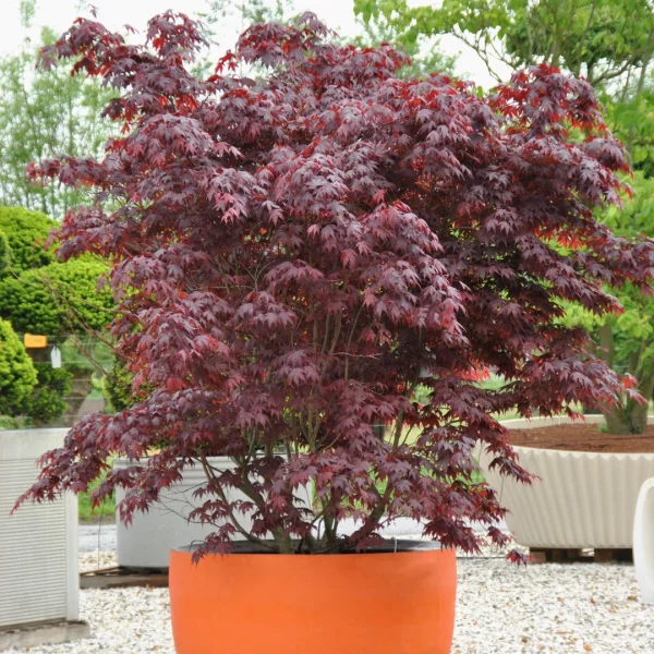 Acer palmatum 'Bloodgood' – Aceraceae