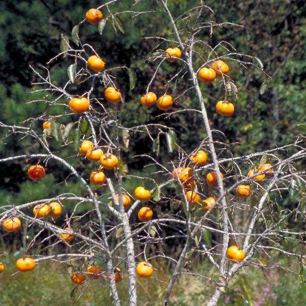 Diospyros kaki – Ebenaceae