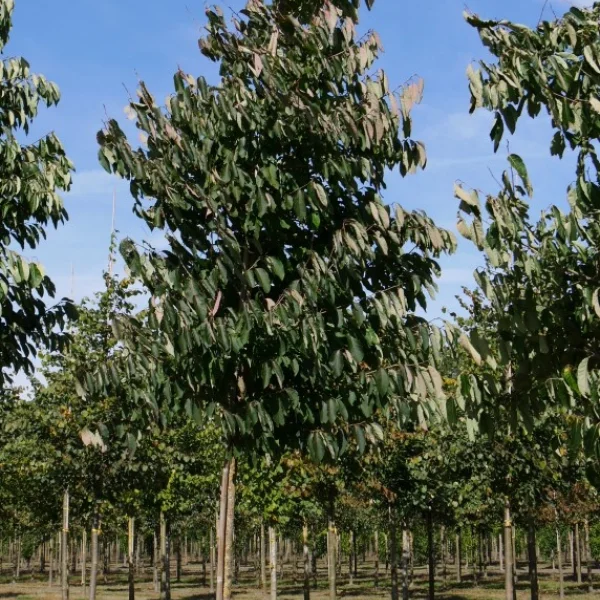 Diospyros lotus – Ebenaceae