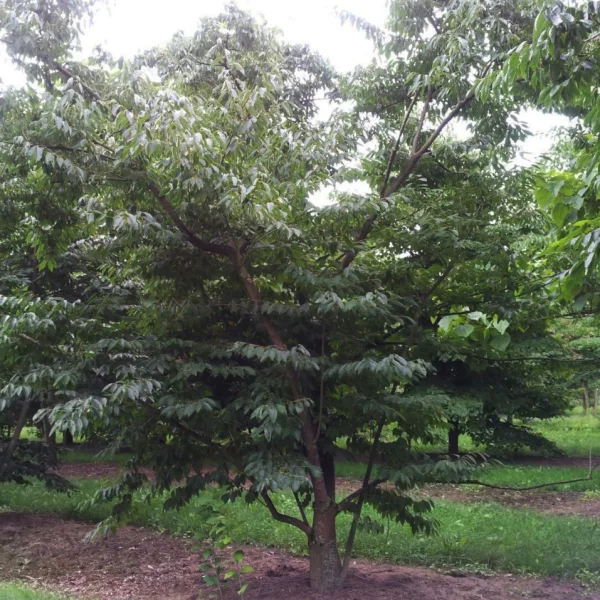 Diospyros virginiana – Ebenaceae
