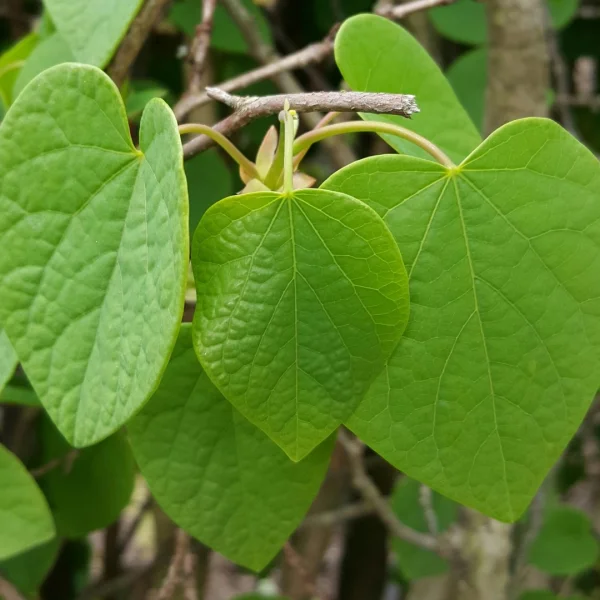 Disanthus cercidifolius – Hamamelidaceae
