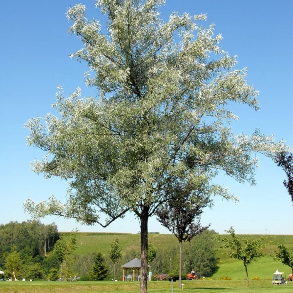 Elaeagnus angustifolia – Elaeagnaceae