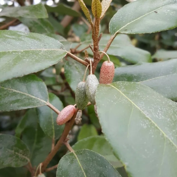 Elaeagnus ebbingei – Elaeagnaceae