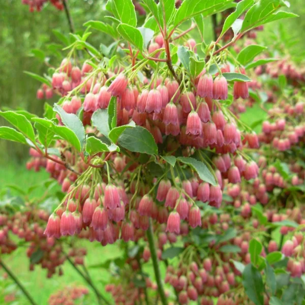 Enkianthus campanulatus – Ericaceae