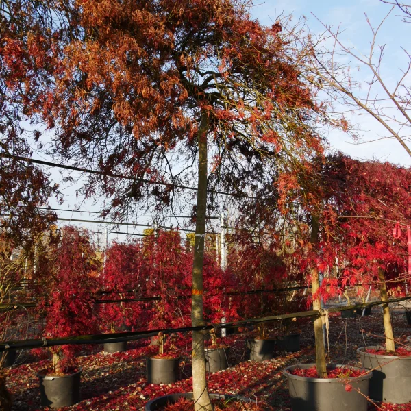 Acer palmatum 'Dissectum Sergo' – Aceraceae