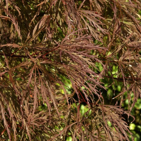 Acer palmatum 'Pink Filigree' – Aceraceae