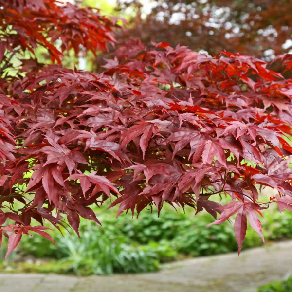 Acer palmatum 'Fireglow' – Aceraceae