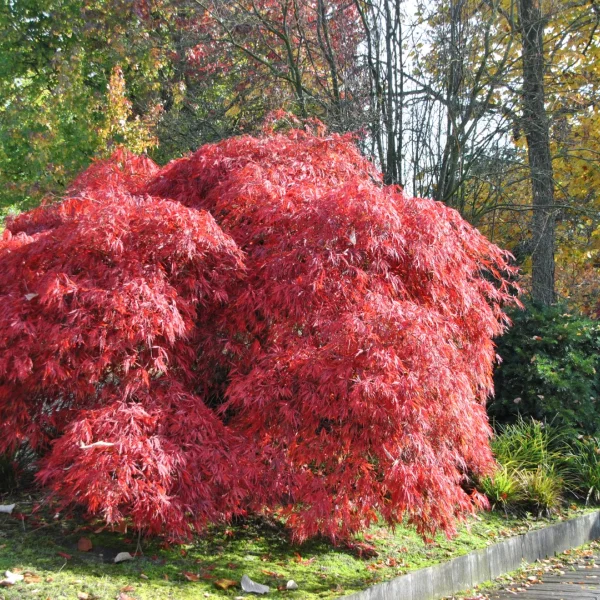 Acer palmatum 'Garnet' – Aceraceae