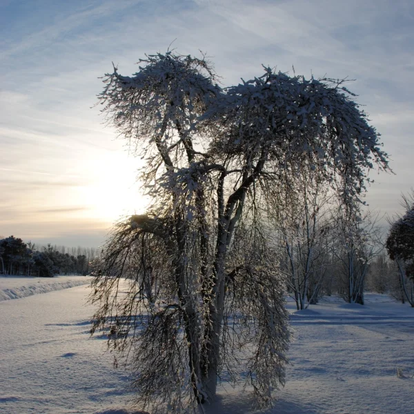 Acer palmatum 'Green Lace' – Aceraceae