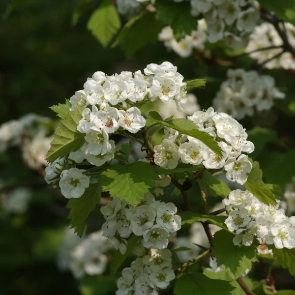 Crataegus coccinea – Rosaceae