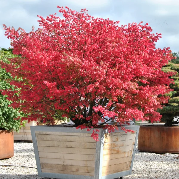 Euonymus alatus – Eucommiaceae