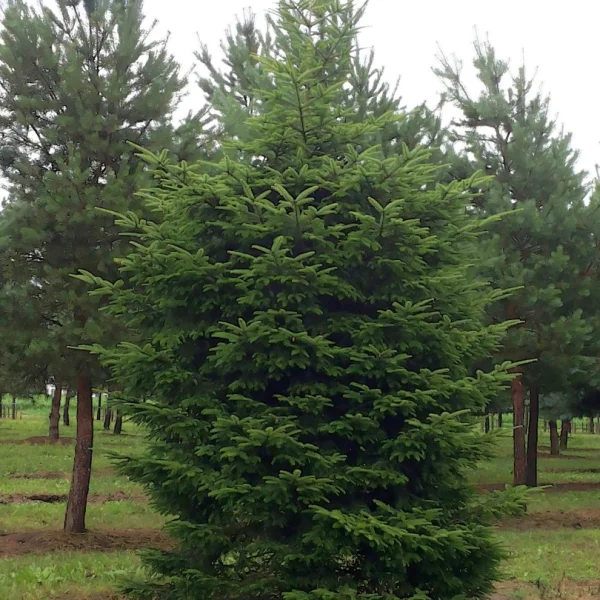 Abies alba – Pinaceae