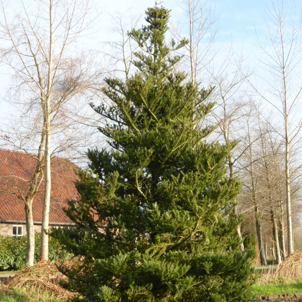 Abies koreana – Pinaceae