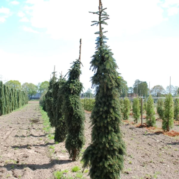 Abies nordmanniana 'Pendula' – Pinaceae