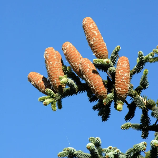 Abies pinsapo – Pinaceae