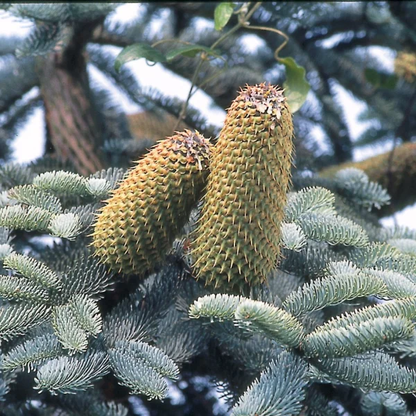 Abies procera 'Glauca' – Pinaceae