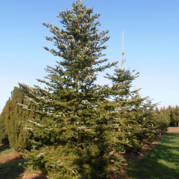 Abies veitchii – Pinaceae