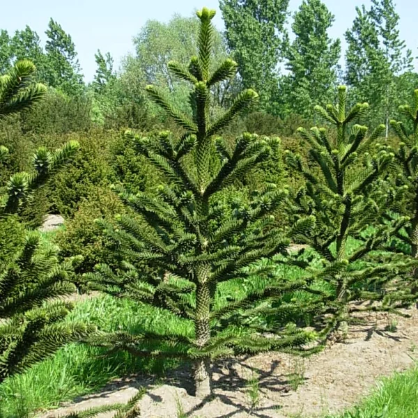 Araucaria araucana – Araucariaceae