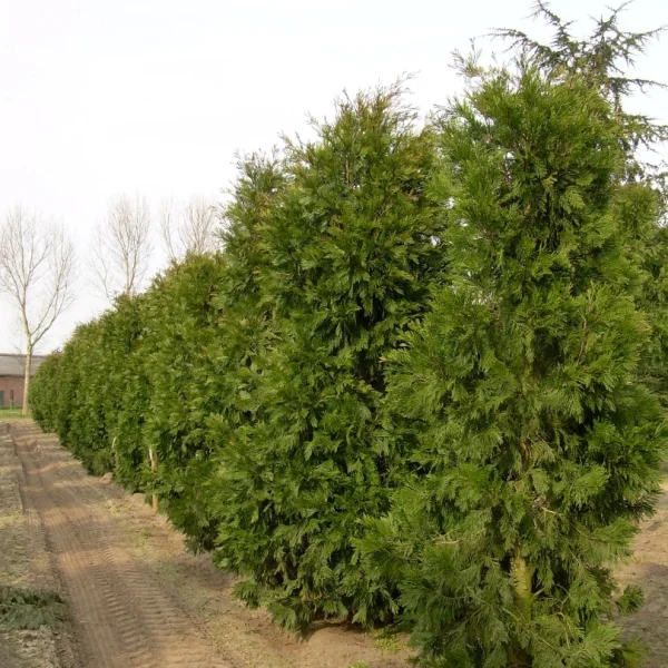Calocedrus decurrens – Cupressaceae