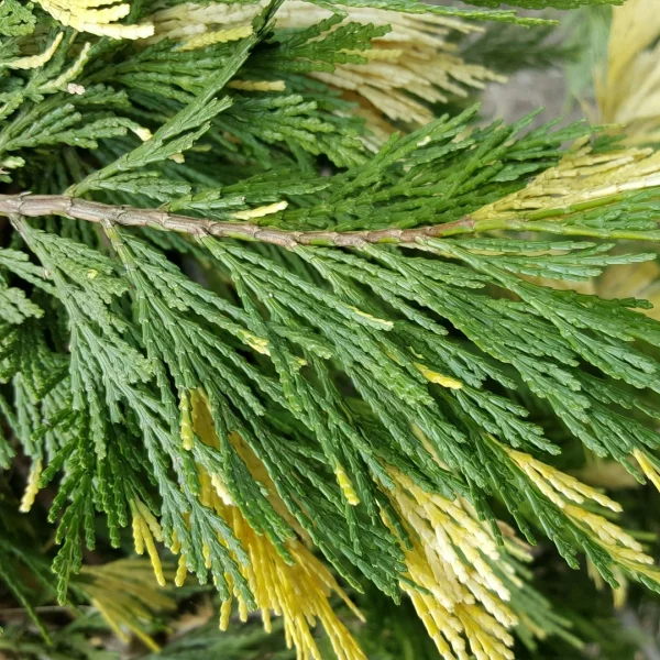 Calocedrus decurrens 'Aureovariegata' – Cupressaceae