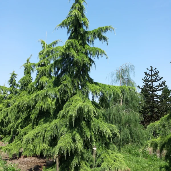 Cedrus deodara – Pinaceae