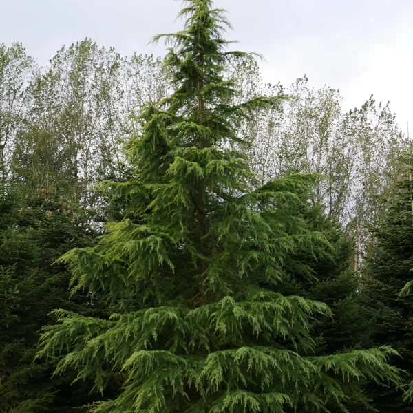 Cedrus deodara 'Aurea' – Pinaceae