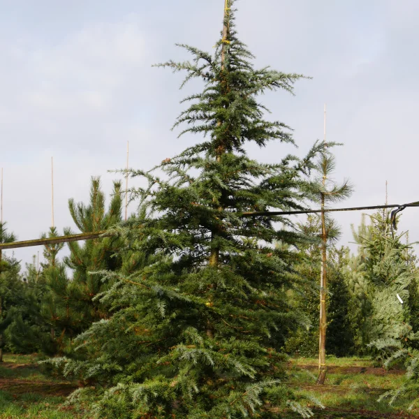 Cedrus deodara 'Bushes Electra' – Pinaceae