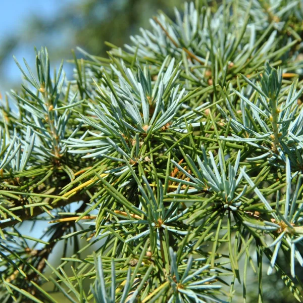 Cedrus deodara 'Karl Fuchs' – Pinaceae
